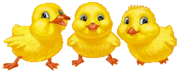 Gif pulcini